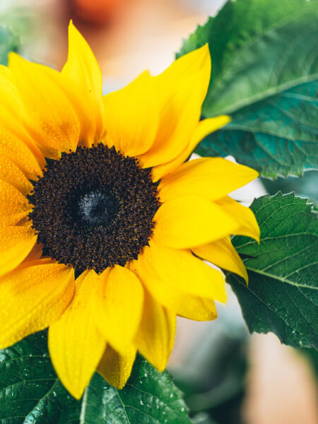 Bright Sunflowers